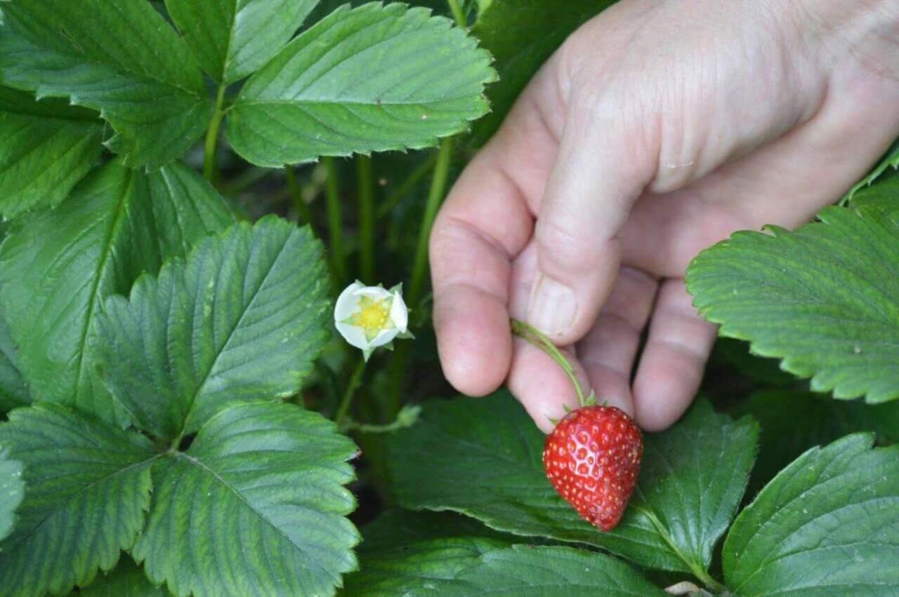 Sunny Garden *